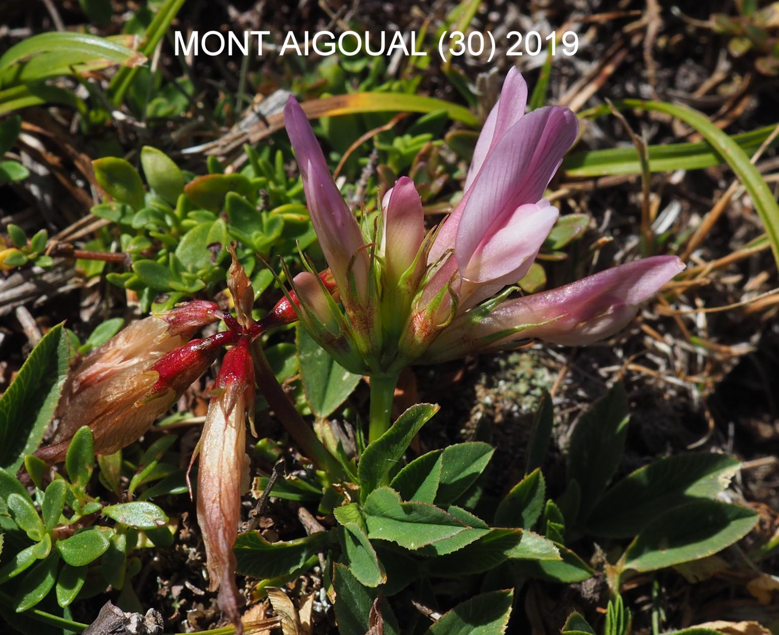 Clover, Alpine